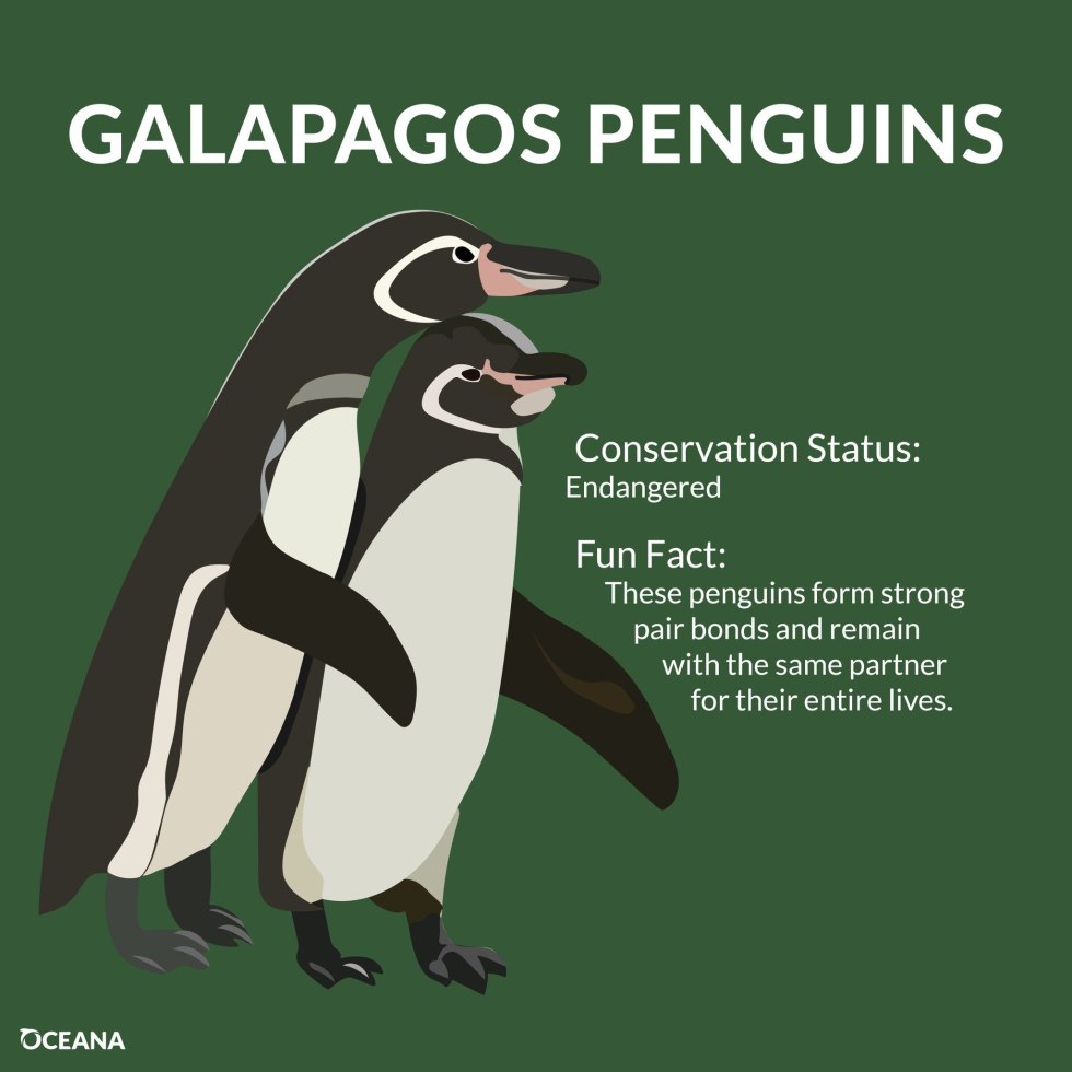 Pictures for sketching penguin