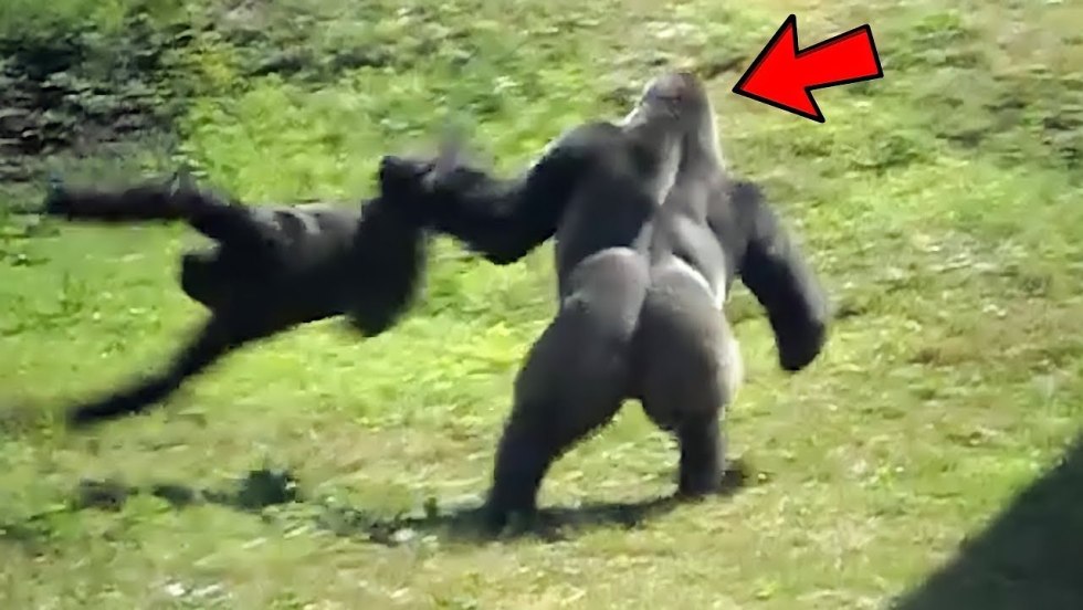 The gorillas fight