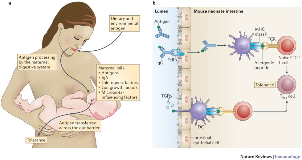 Formation of breast milk