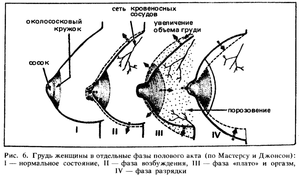 Forms of women anatomy
