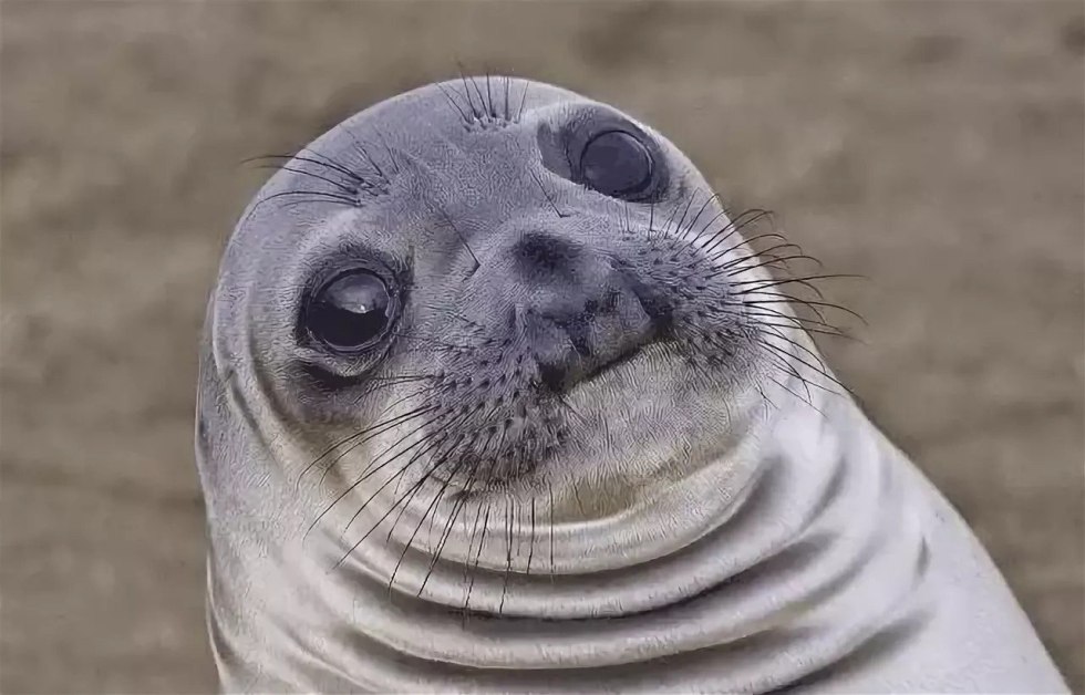 Funny seal