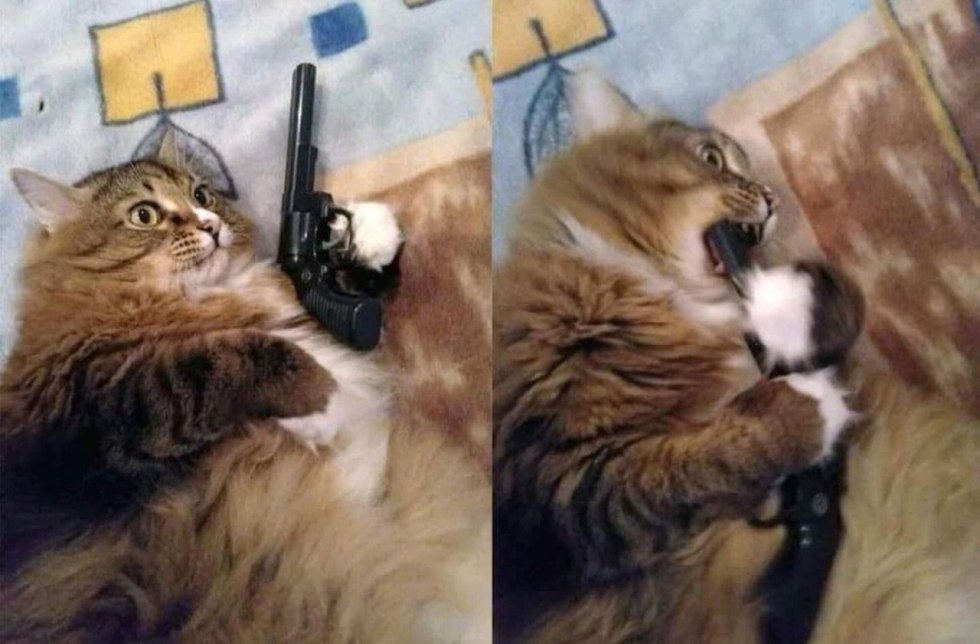 Cat with a gun in the mouth