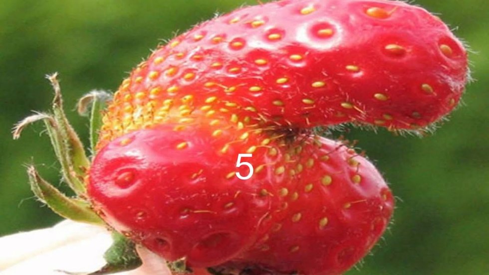 Cunnilingus cream strawberries