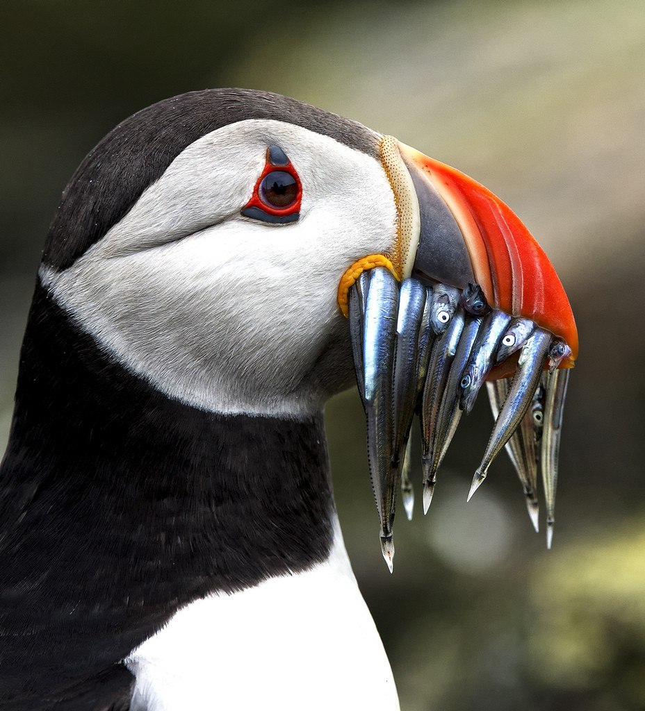 Atlantic Puffin