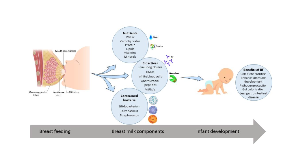 Moms of milk with a dairy bone