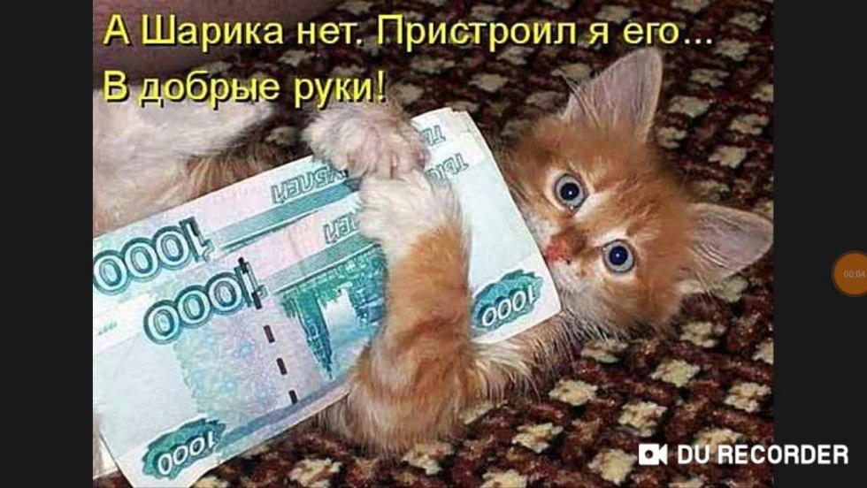 Kitten with money