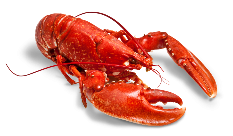 Persian sheet vector