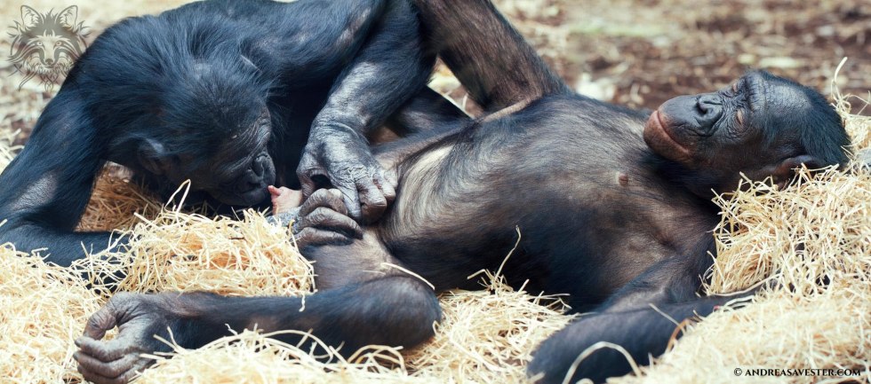 Bonobo mating