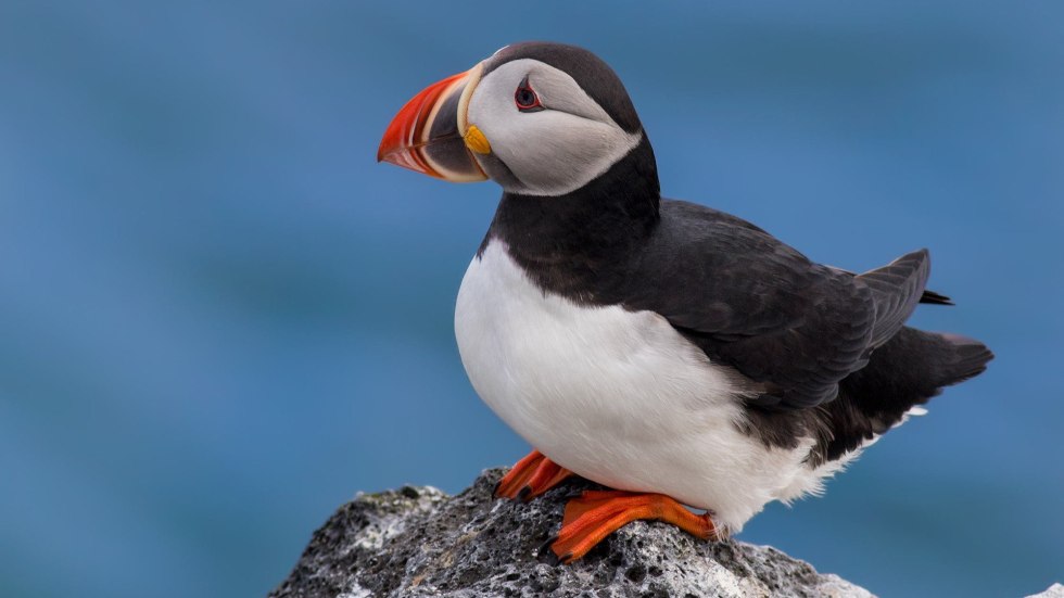 Hentai Pokemon Furry Gay Big Anus Syuro