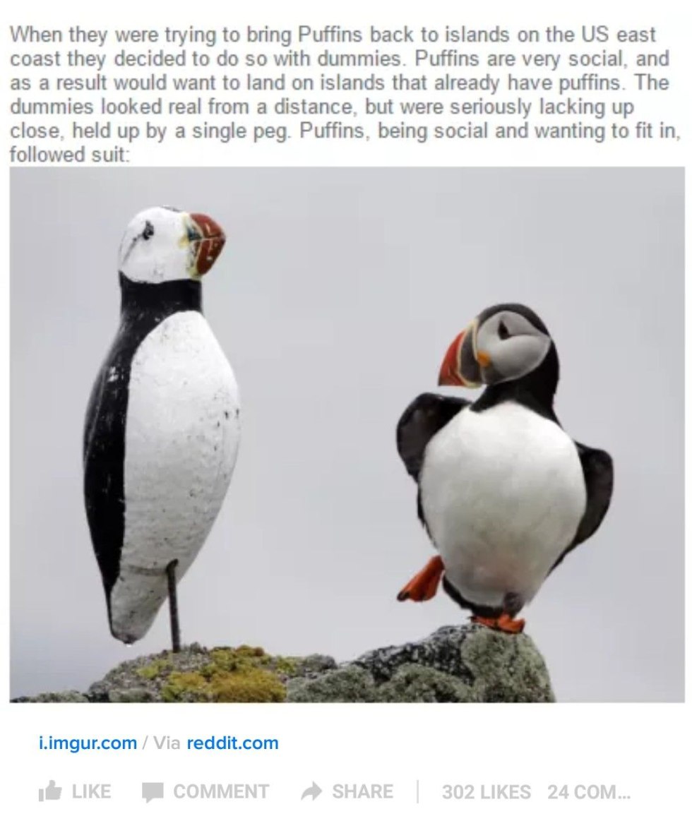 Anthro Avian Birds Clitoris Female Looking at Viewer Nipples Nude Puffin