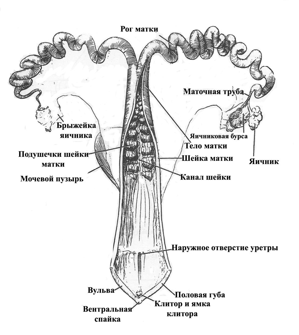 The anatomy of the reproductive system of the CRC