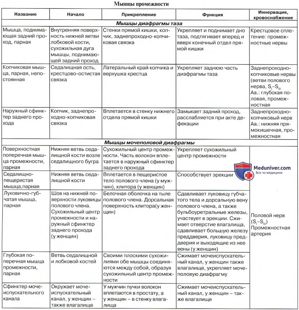 Muscles of the pelvis anatomyatab