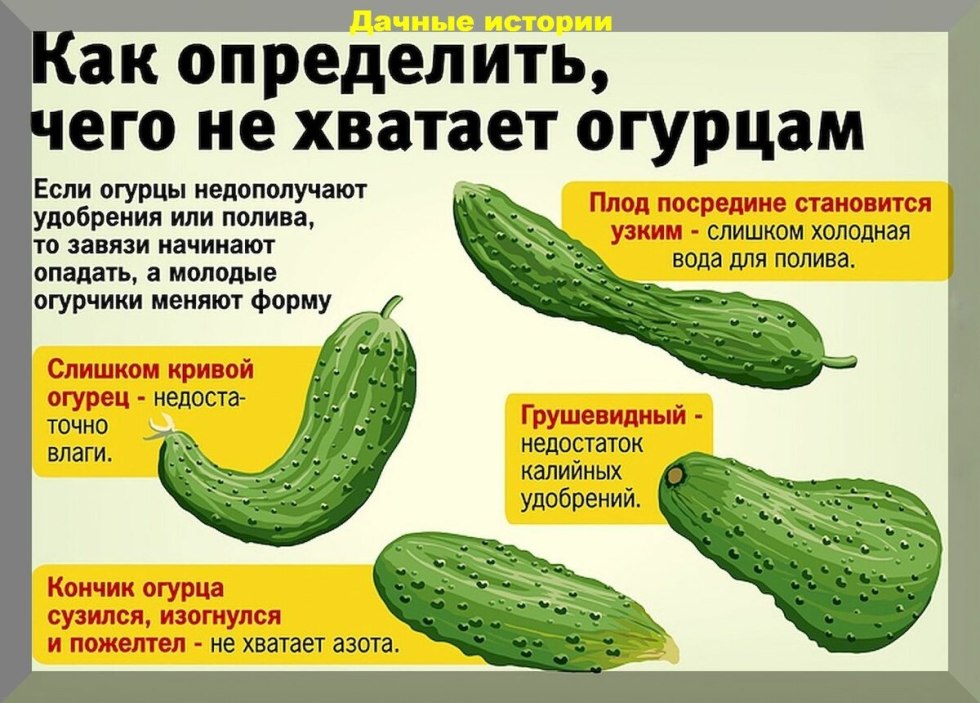 Cucumbers lack of trace elements