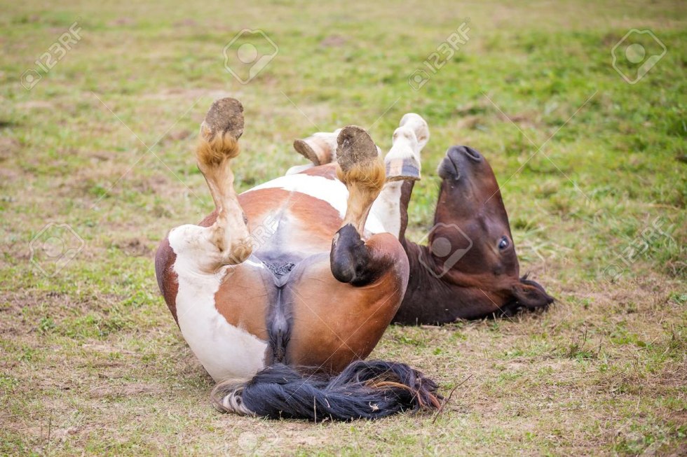 Yotogimichi: CountrySide Summer
