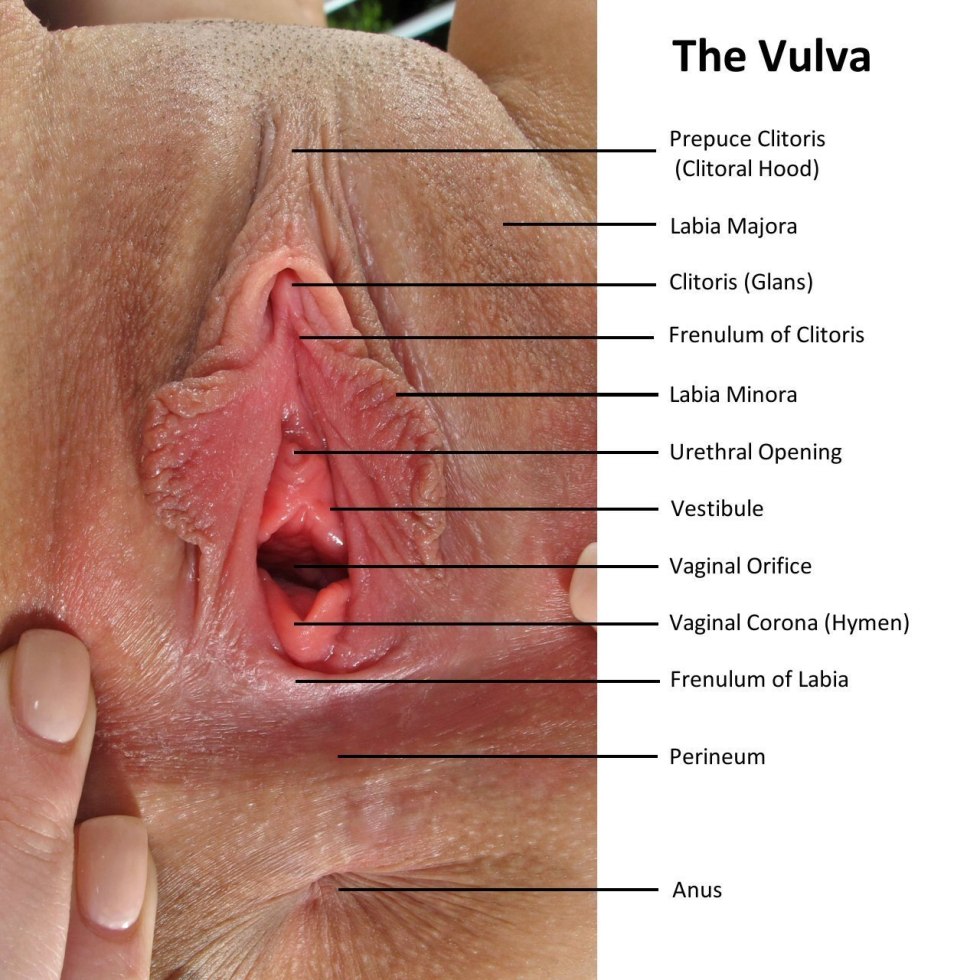 The structure of the female vagina