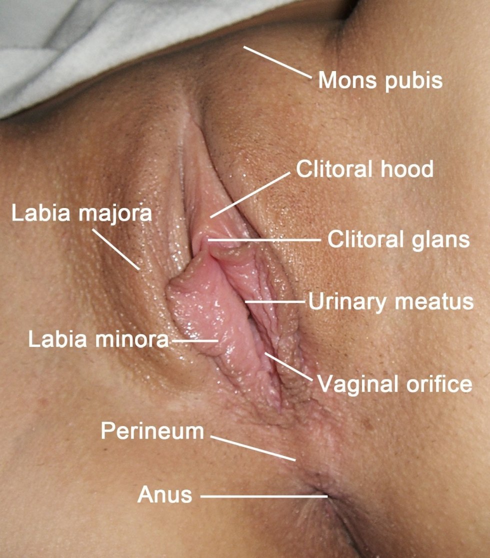 The location of the clitoris in a girl