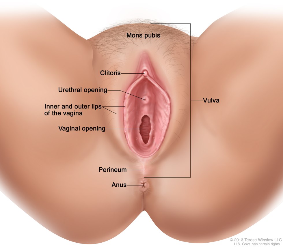Anatomy of the female vagina