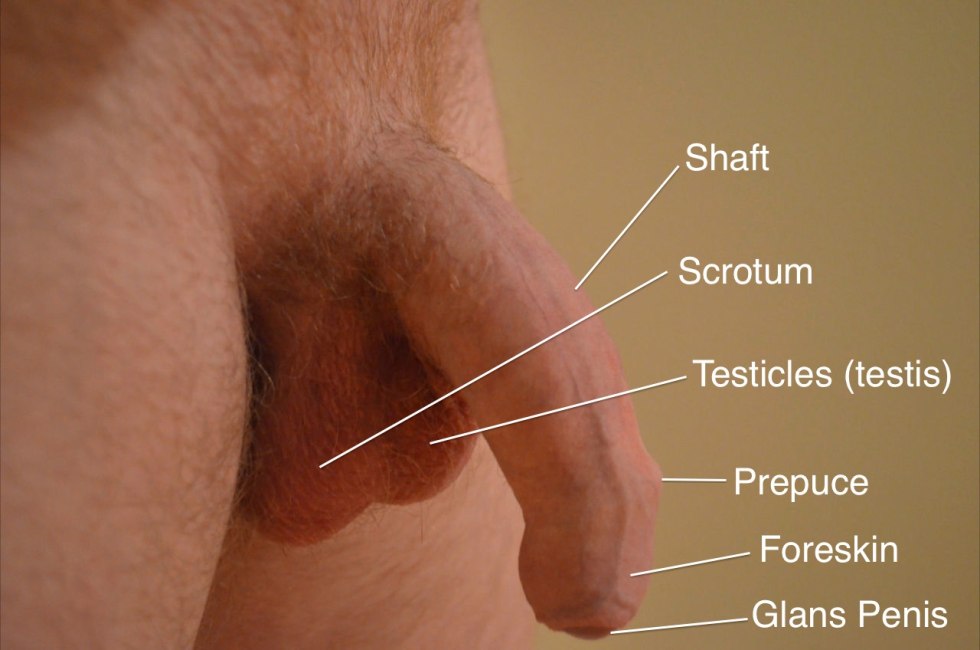 Normal foreskin