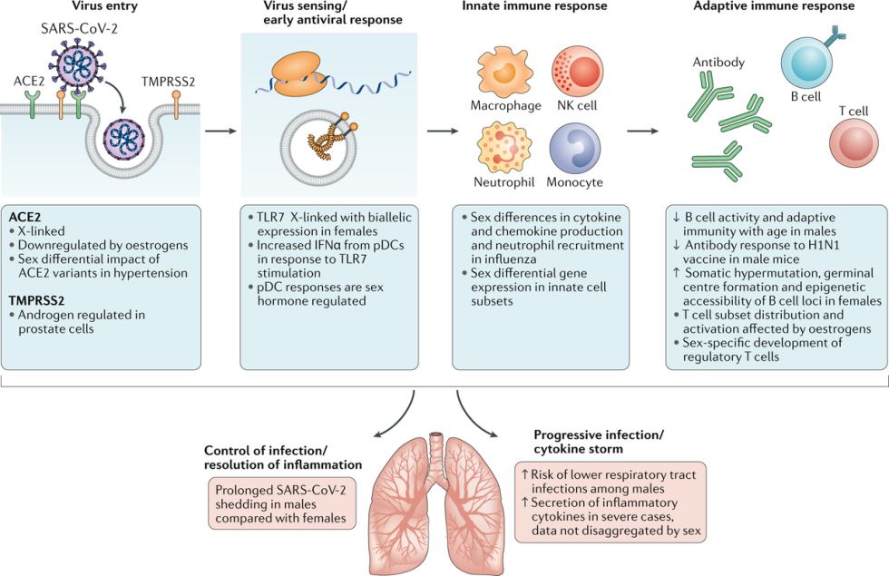 Antibodies to SARS-COV-2