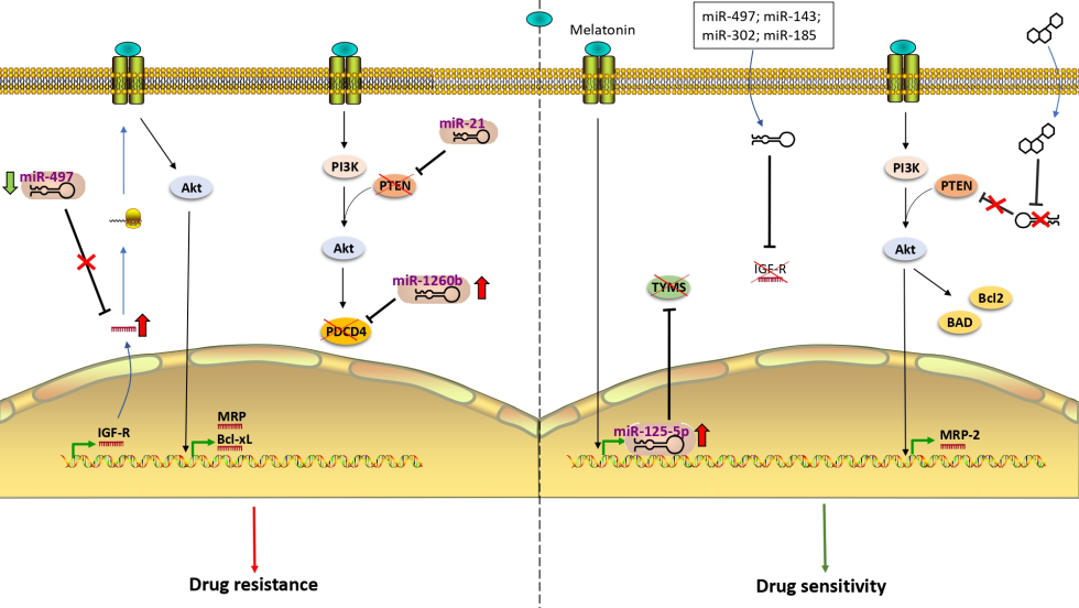 The girl finished in panties