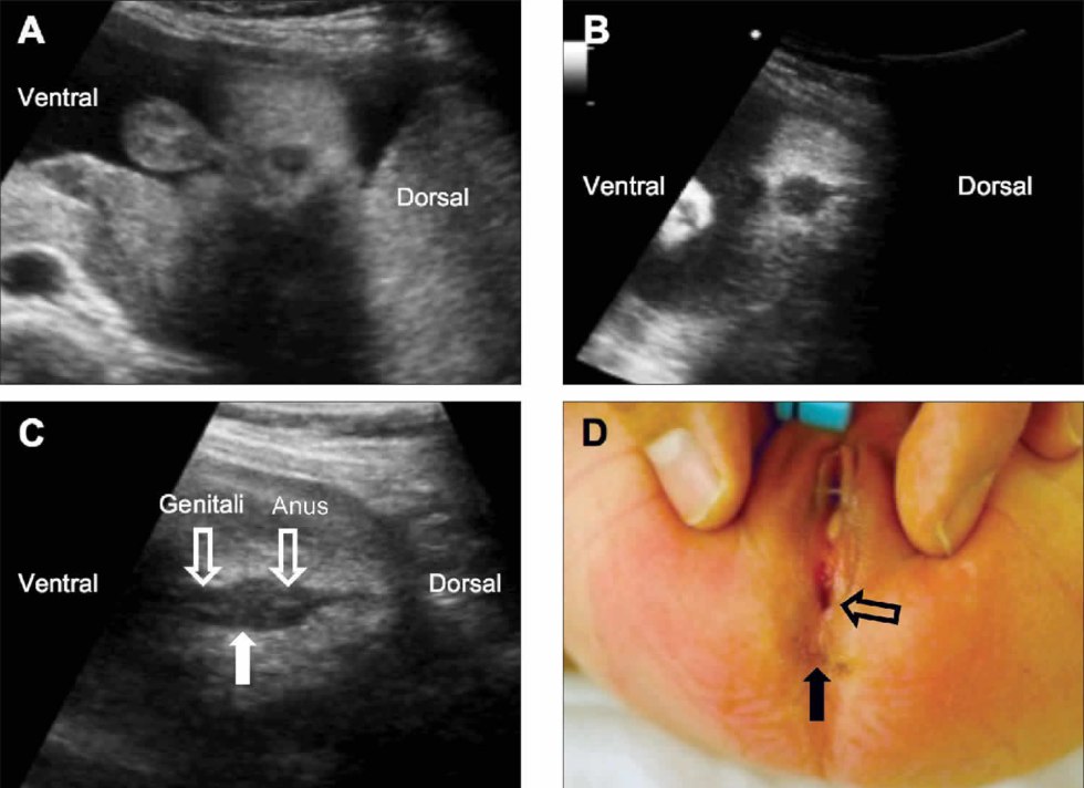 American Chopper Mem Original