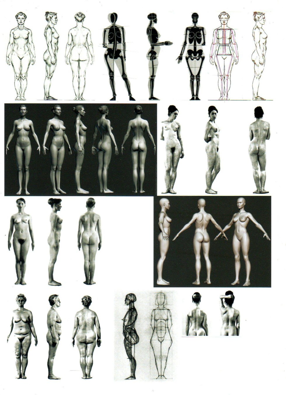 Female figure anatomy