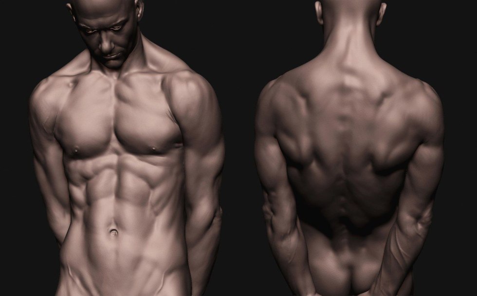 Male torso from different angles
