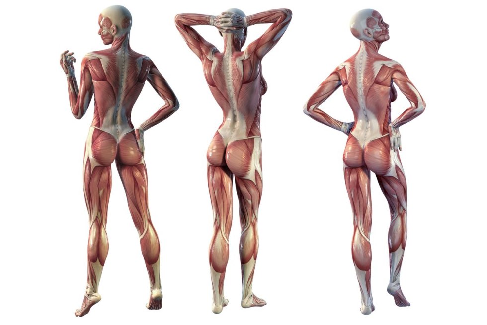 Female muscles