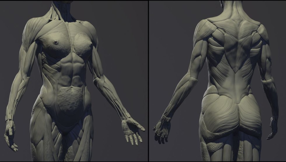 Woman anatomy muscles 3d