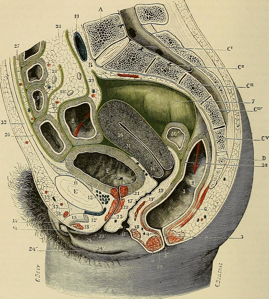 Sexual intercourse from the inside of a person