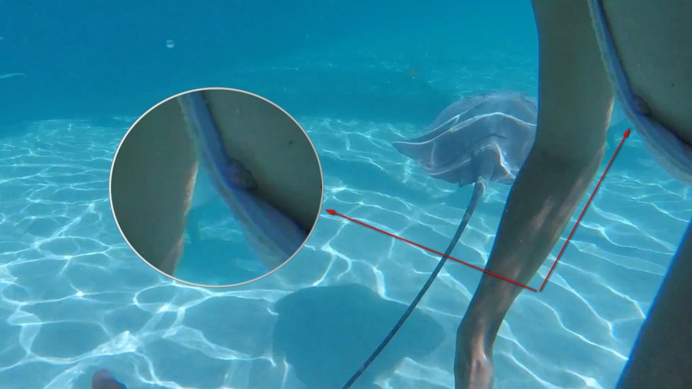 Regina Todorenko litter