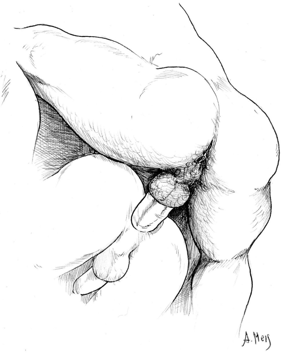 Pencil drawings of the penis