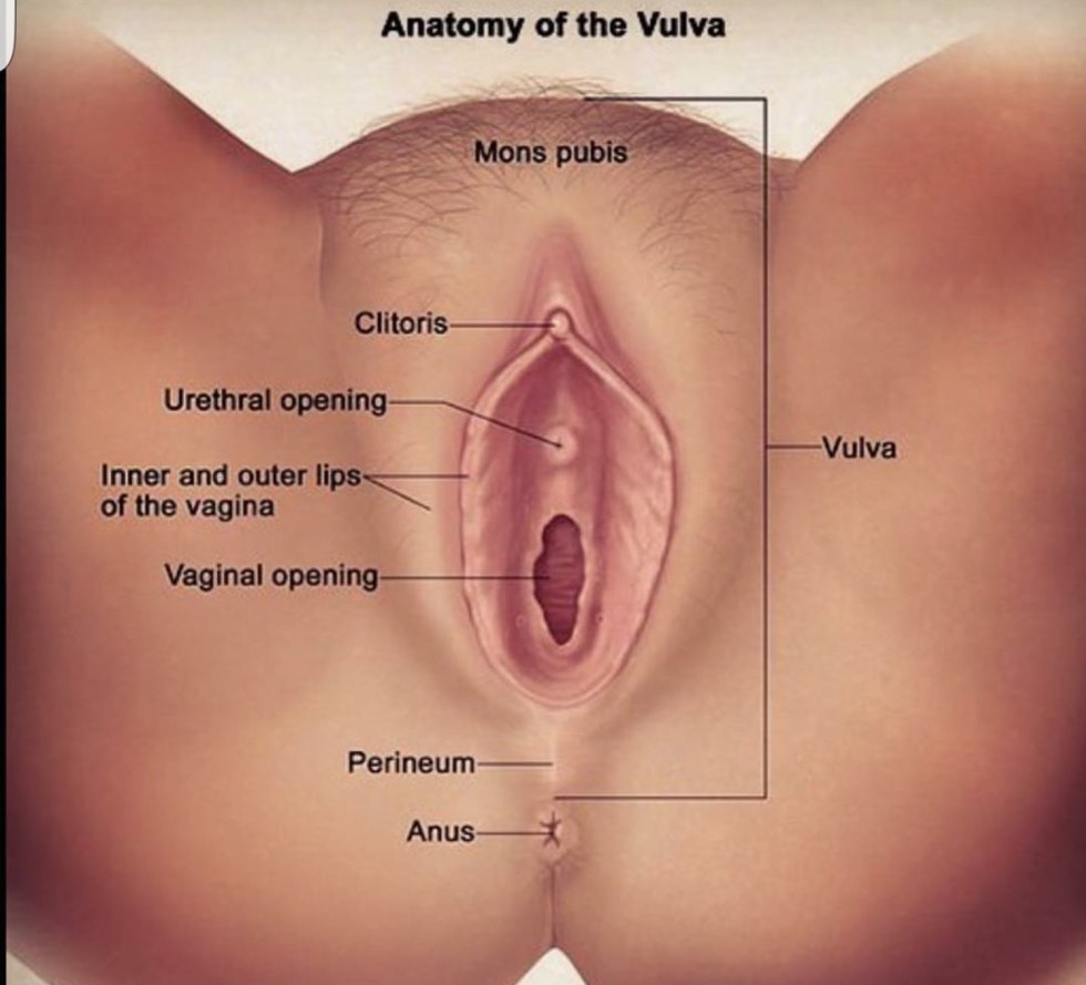 Female genital organs photo