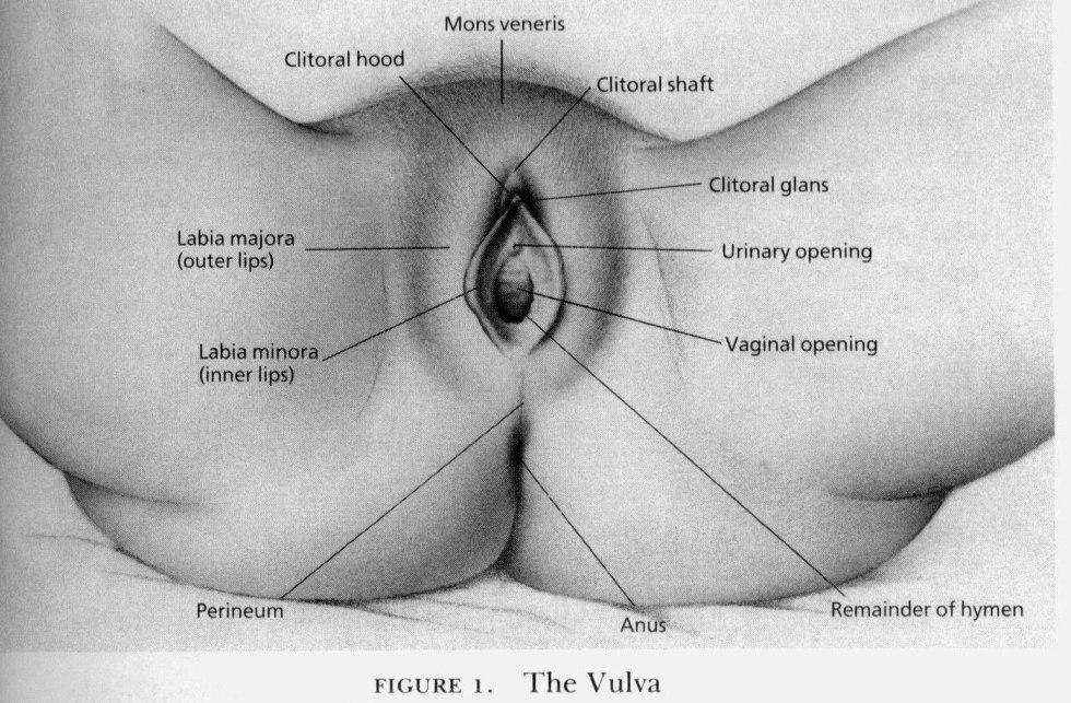 The structure of the female perineum
