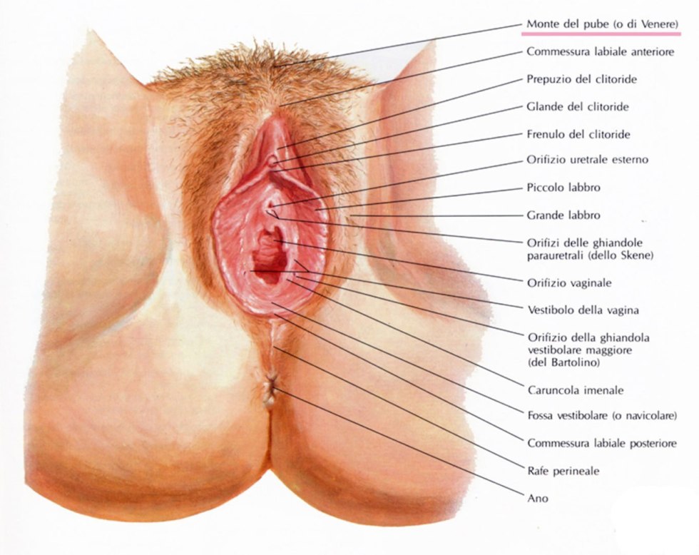 External structure of female genitals