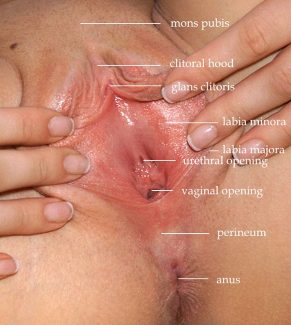 The structure of the female vagina