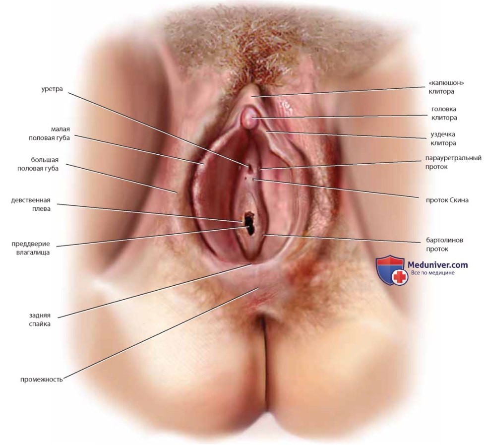 The structure of the vestibule of the vagina