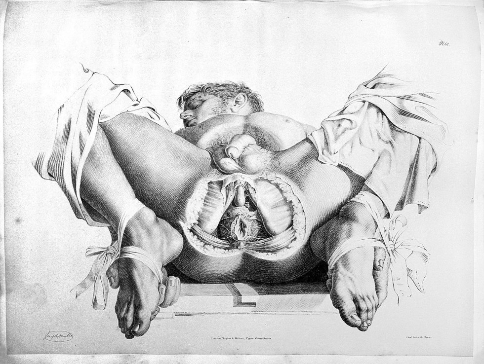 Anatomy of sexual intercourse