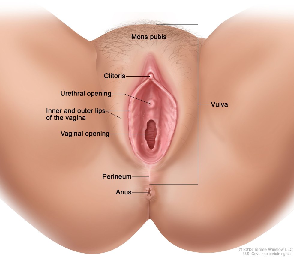 The structure of the female vagina