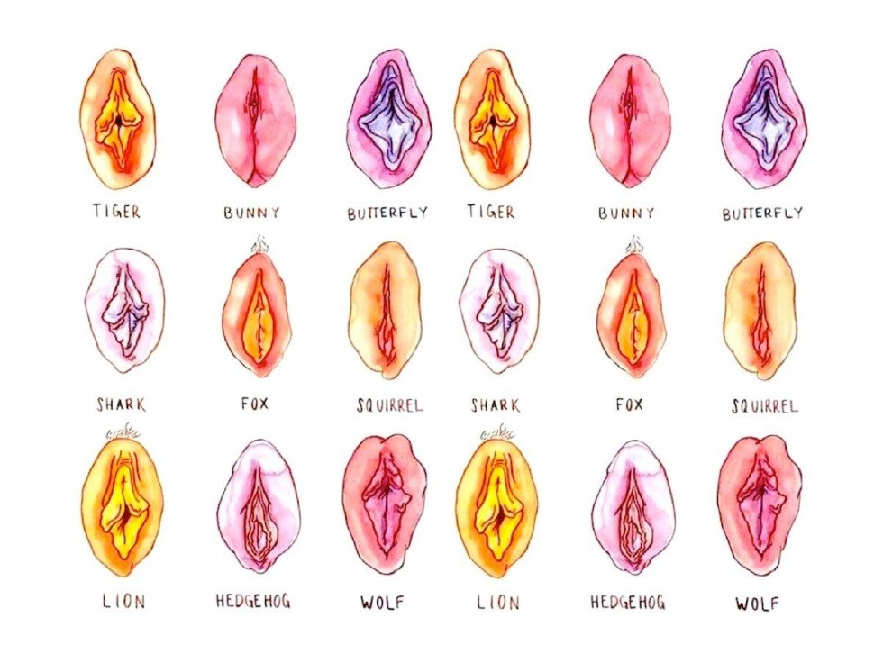 Forms and types of female vagina