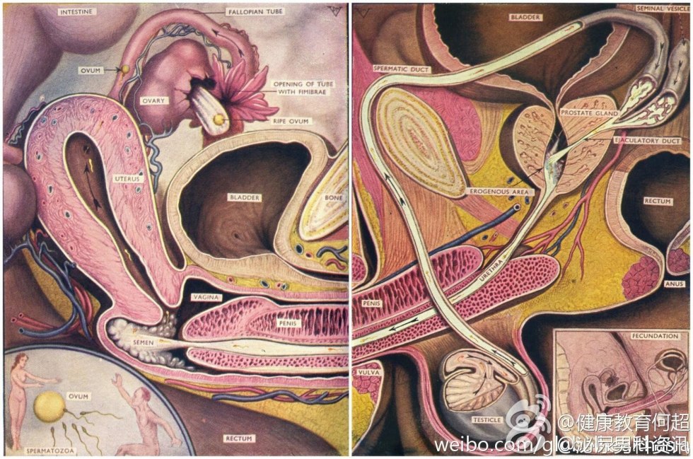 Penis in the vagina in the section