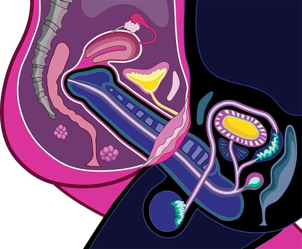 Penis in the vagina in the section