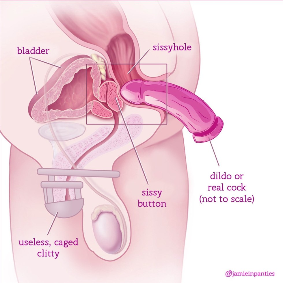 Sissy Anatomy Anal