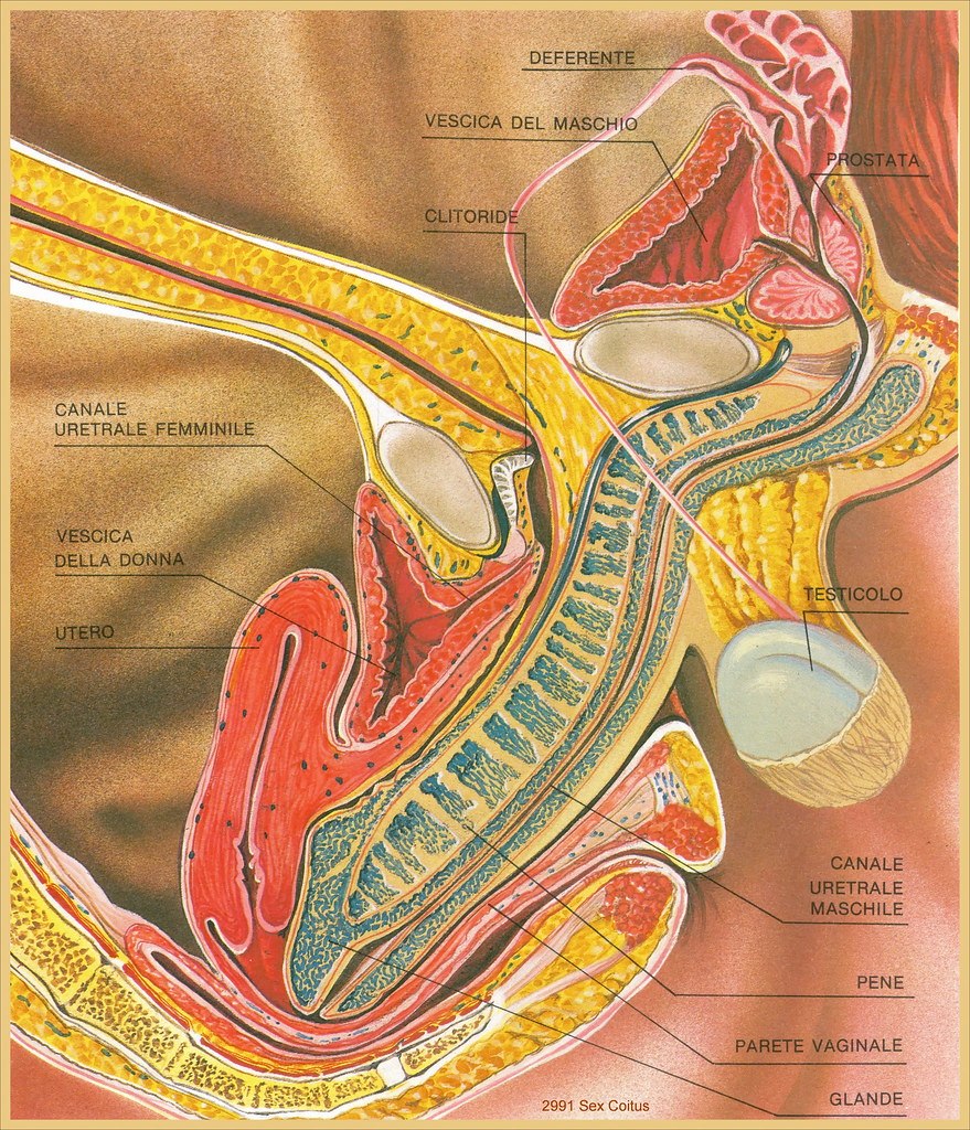 Anatomy of sexual intercourse in the section