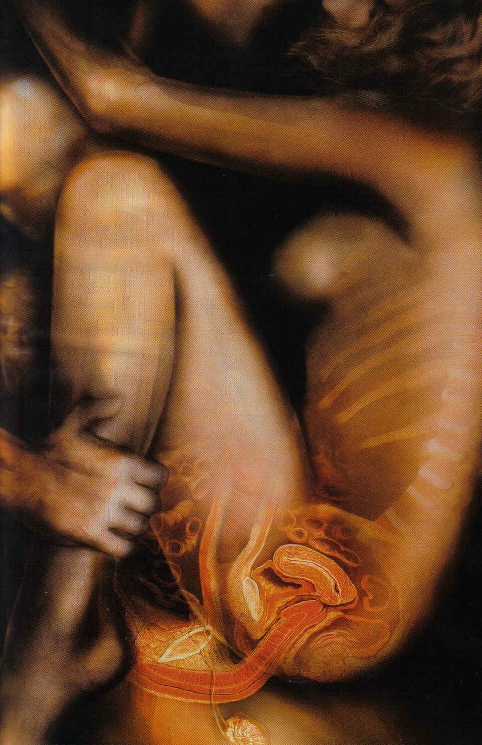 Anatomy of sexual intercourse