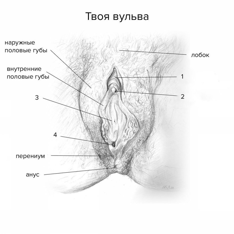 External genitalia of a woman anatomy