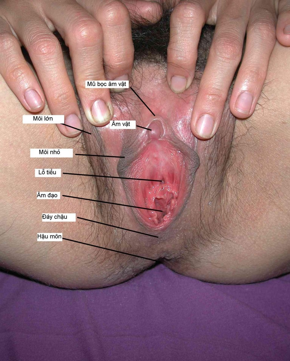 The structure of the female clitoris