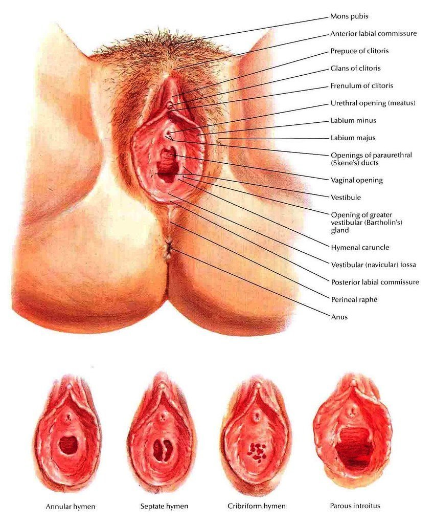 The anatomical location of the vagina