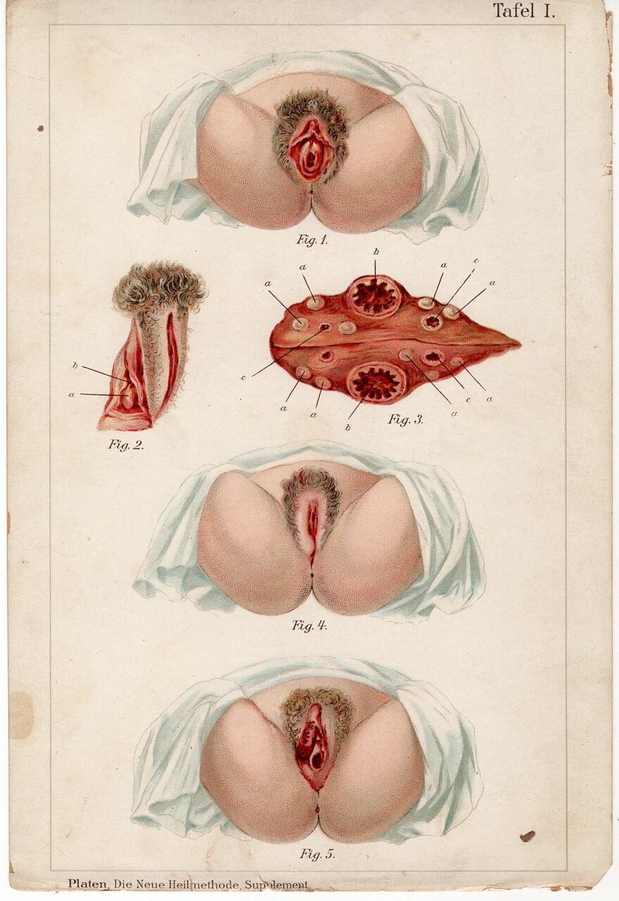 Vagina anatomical pattern