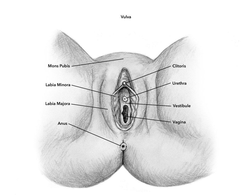 Scheme of the internal structure of the vagina